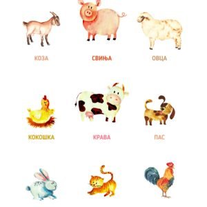 Domestic Animals
